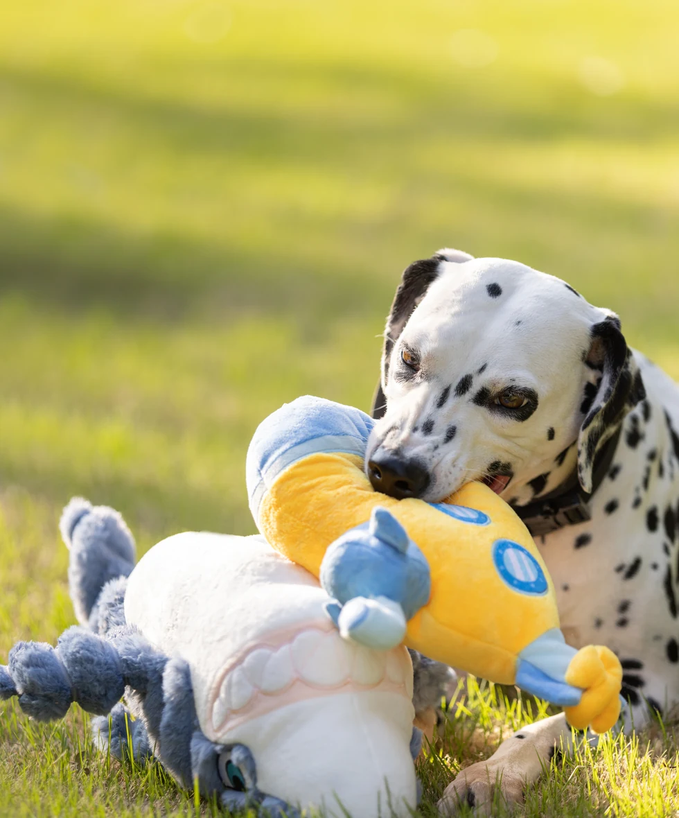 Happy dog playing with toy