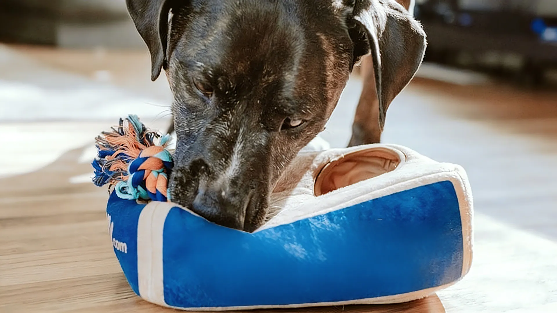 Pet toys collection
