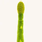 Asparagus Cat Toy image 1
