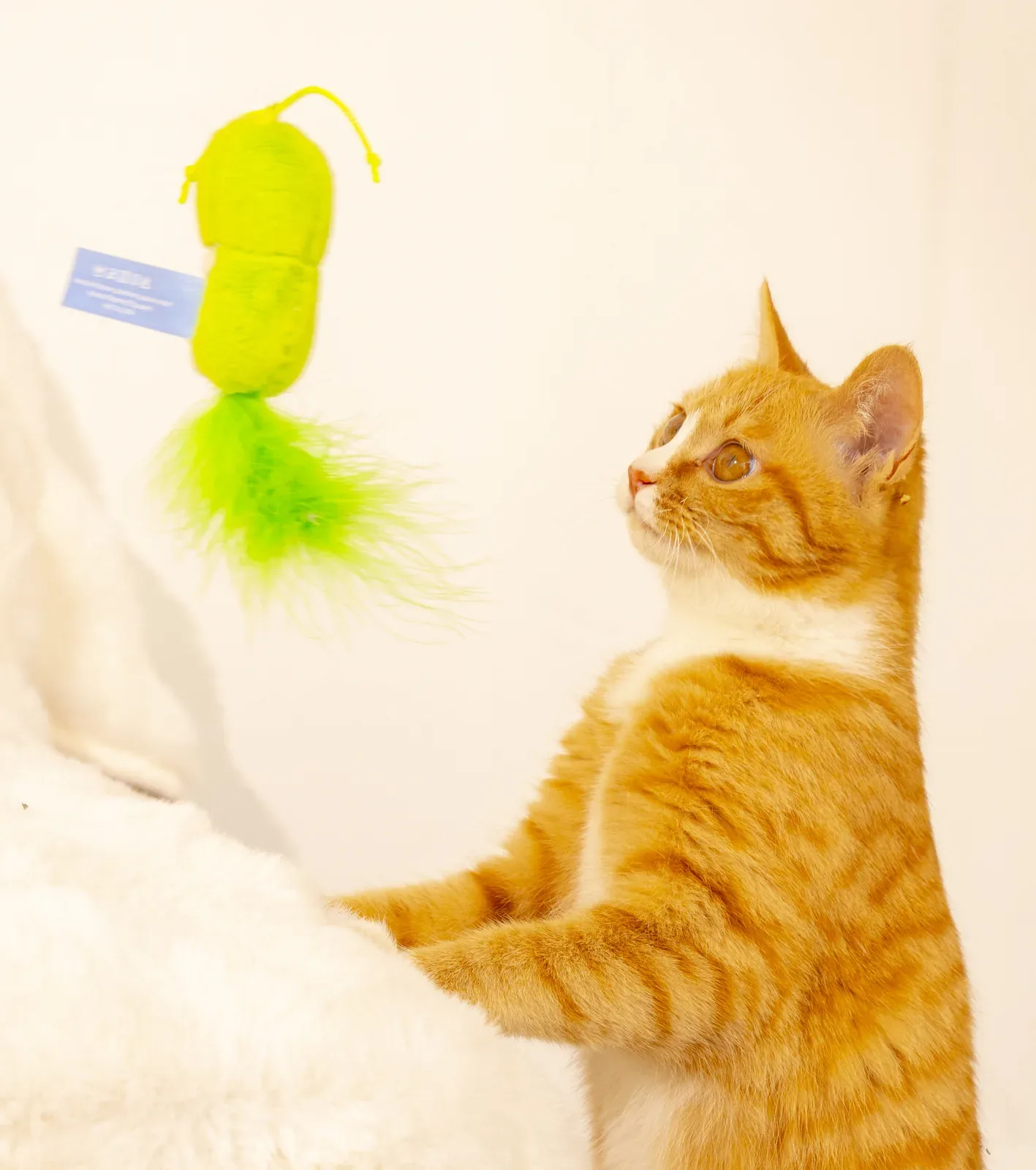Funny Bug Cat Toy