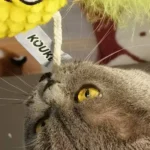 Pineapple Cat Toy image 2